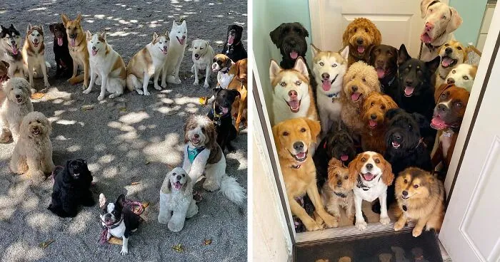 This Dog Daycare Center Manages The Impossible By Taking Perfect Group Dog Photos (30 Pics)