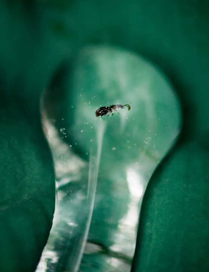 Ant
