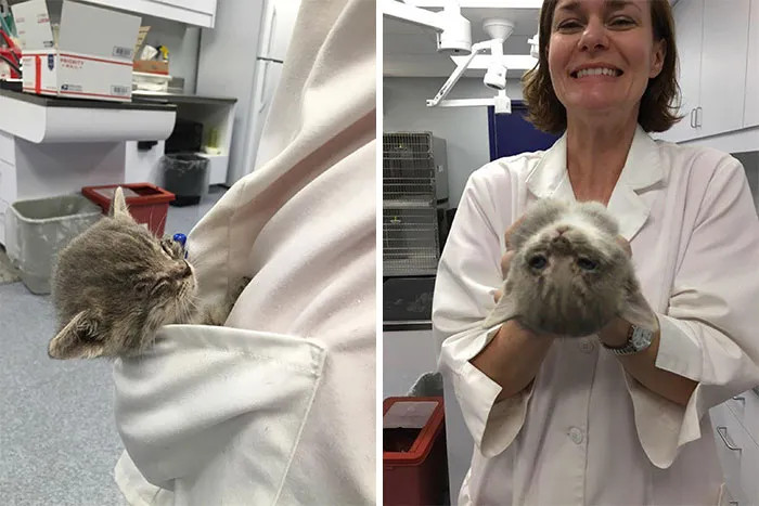 This Handsome Special Needs Kitten Is Now In Foster Care