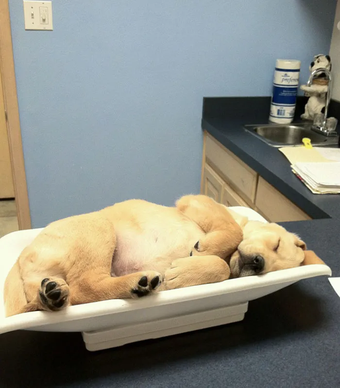 My Mom, A Veterinarian, Just Sent Me A Picture Of One Of Her New Patients