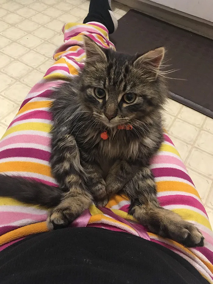 I Work At A Vet Clinic And Haven’t Had A Pet In Quite Some Time. Someone Brought This Fella In To Be Neutered And Stated She’d Be Returning Him Back Outside