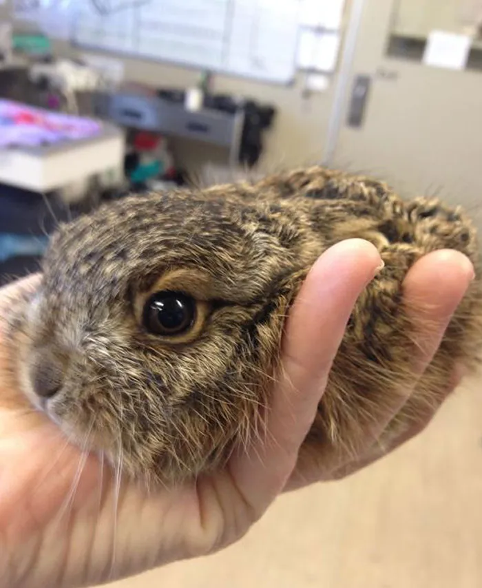 Created An Account To Share This, GF Had This Little Fella In The Vet Clinic She Works At Today