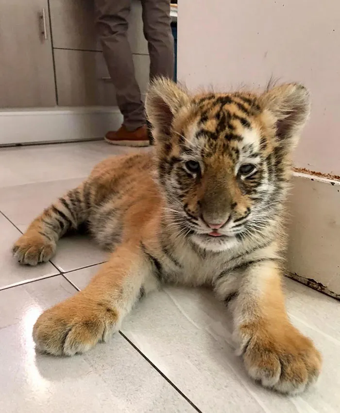This Little One Rolled Into My Father-In-Law's Veterinary Clinic This Week