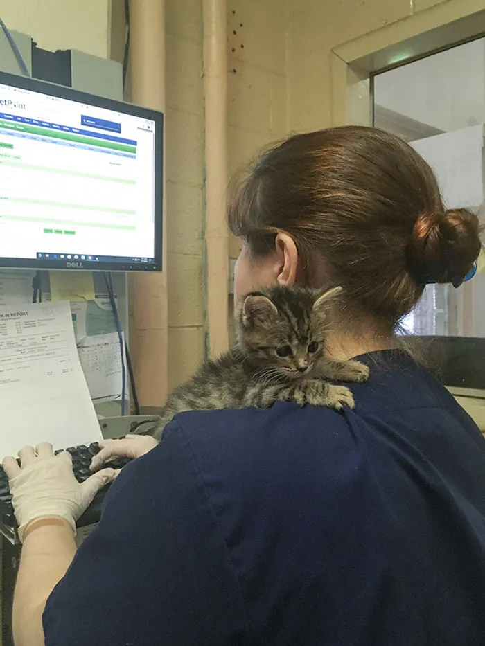 A Teeny Weeny Shoulder Kitten (Another Reason To Love My Job)