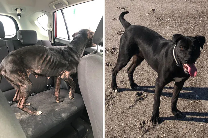 Found My Girl On My Way To Work One Day, A Rural Dirt Road In The Middle Of Nowhere. It’s Obvious Someone Has Hit Her In The Past So I Think She Was Abandoned There. She Is Now Our Sweet Nipsy And Lives With Us On Our Farm