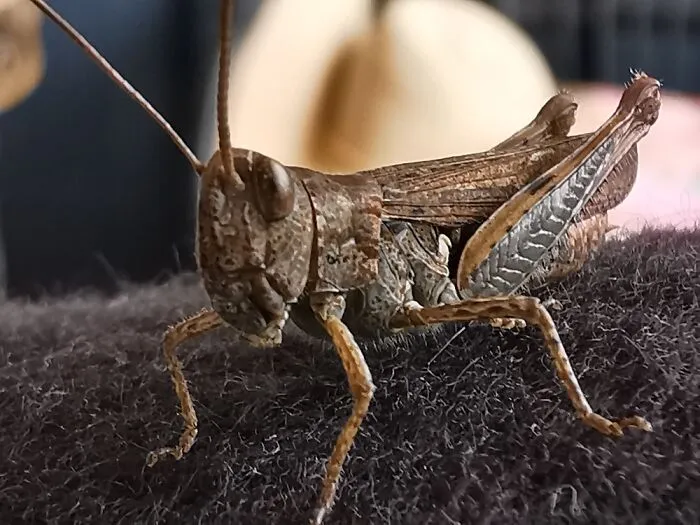 A Little Cricket Came To Visit Us One Day!