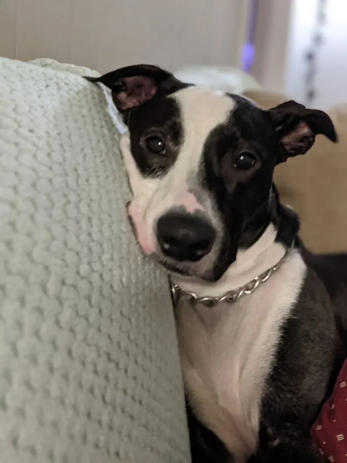 Good Dog Lucy!