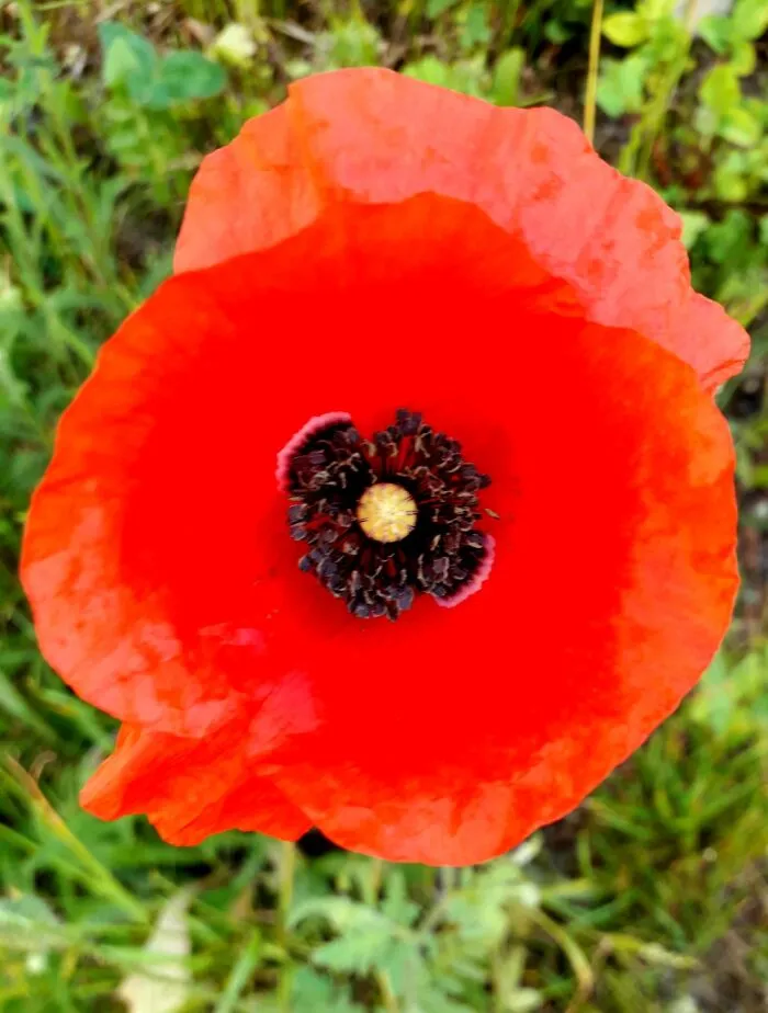 Poppy
