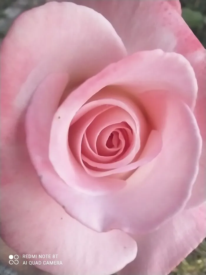 Pink Roses