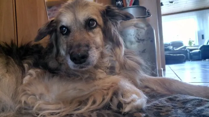 Moonlight. Rescued Her At 2, Now Almost 16. My Favourite Idiot.