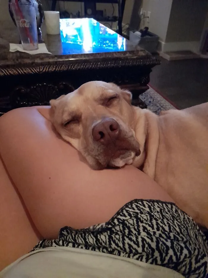 This Is Captain, Or Cappy As We Like To Call Him. Sweetest Boy In The World