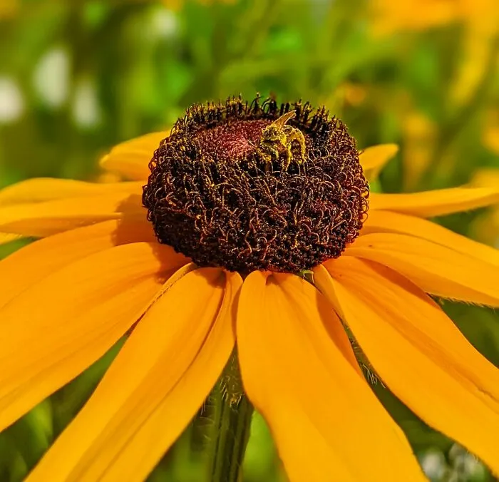 A Wee Bee