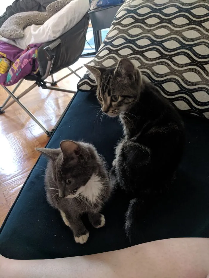 My Little Kitties, Luna And Tom.  Poor Luna(Grey And White One) Was Sick But Now She Is Healthy