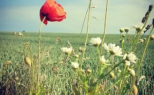 “Your Favorite Summer Photo”: 40 Pics By Bored Panda’s Community