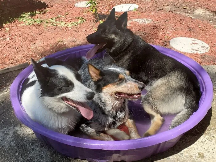 Perros durante el verano