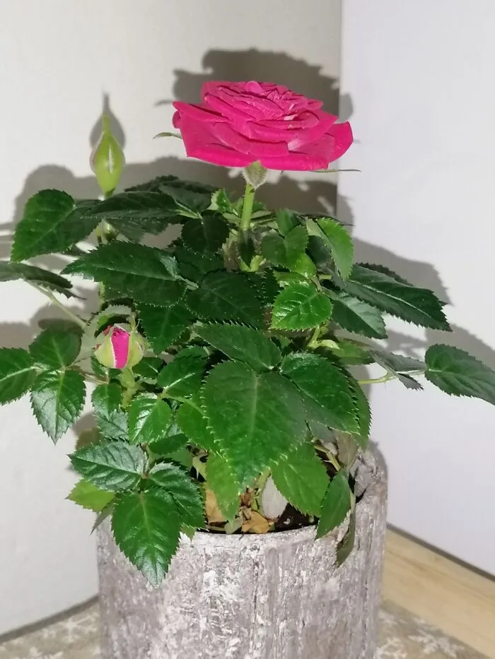 Beautiful Minirosa.