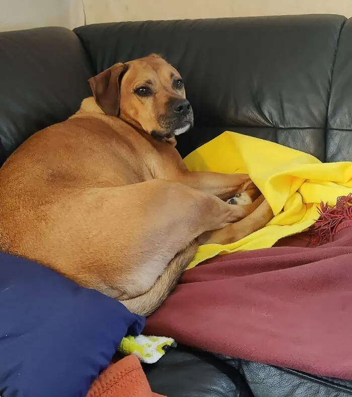 Former Street Dog, Now In His Final Home. He Is Such A Nice And Lovely Boy.