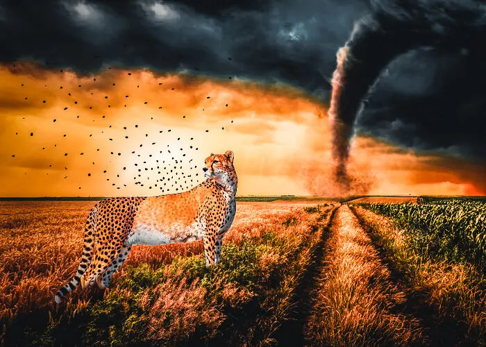 Cheetah Spots