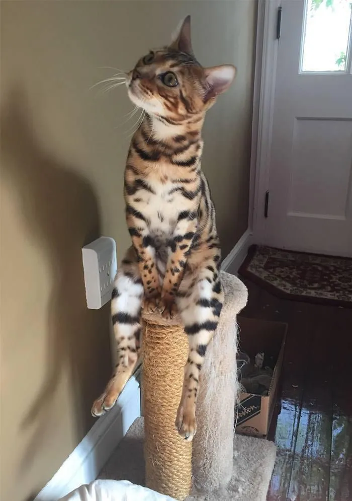 “Gato.exe ha dejado de funcionar”: esta cuenta de Instagram recopila divertidas imágenes de gatos rotos