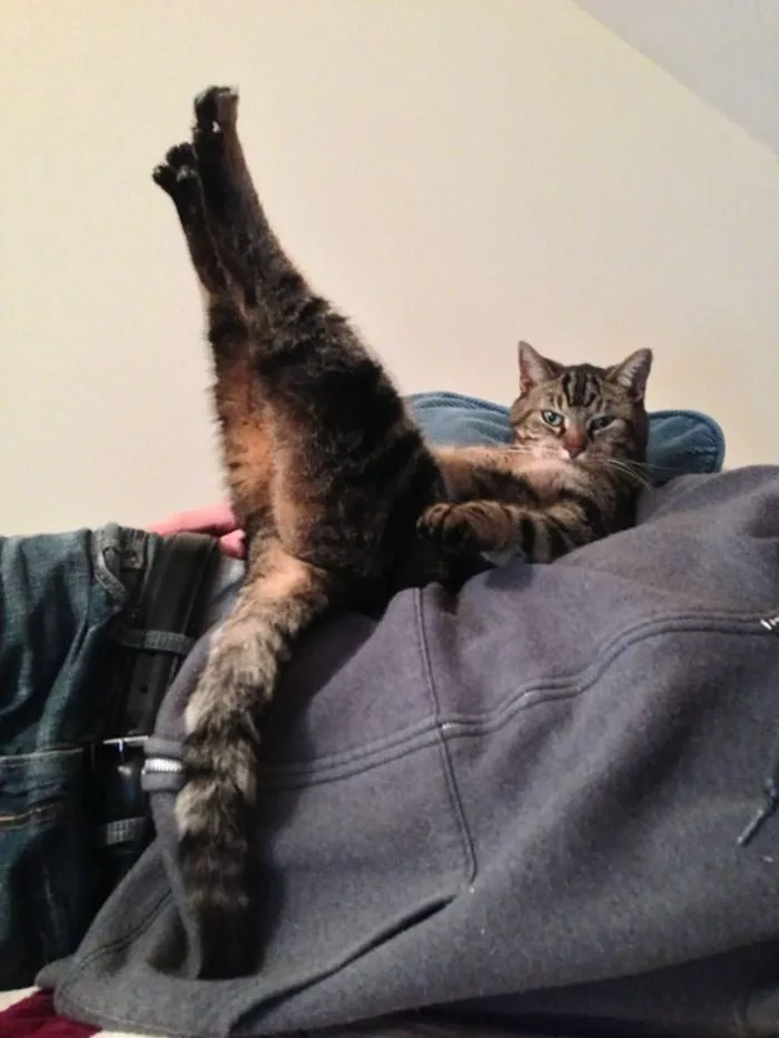 “Gato.exe ha dejado de funcionar”: esta cuenta de Instagram recopila divertidas imágenes de gatos rotos