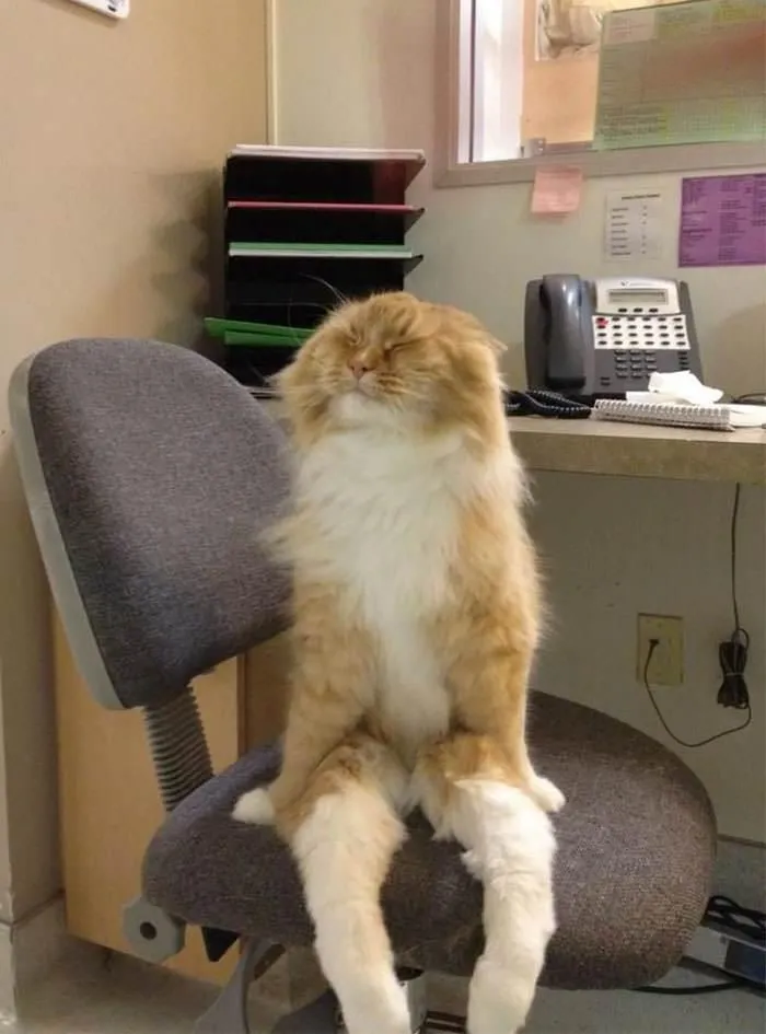 “Gato.exe ha dejado de funcionar”: esta cuenta de Instagram recopila divertidas imágenes de gatos rotos
