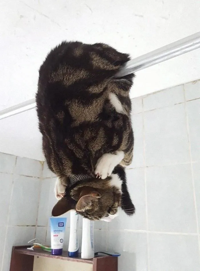 “Gato.exe ha dejado de funcionar”: esta cuenta de Instagram recopila divertidas imágenes de gatos rotos