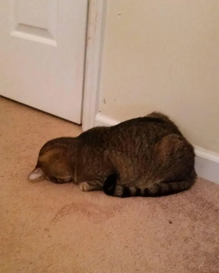 “Gato.exe ha dejado de funcionar”: esta cuenta de Instagram recopila divertidas imágenes de gatos rotos