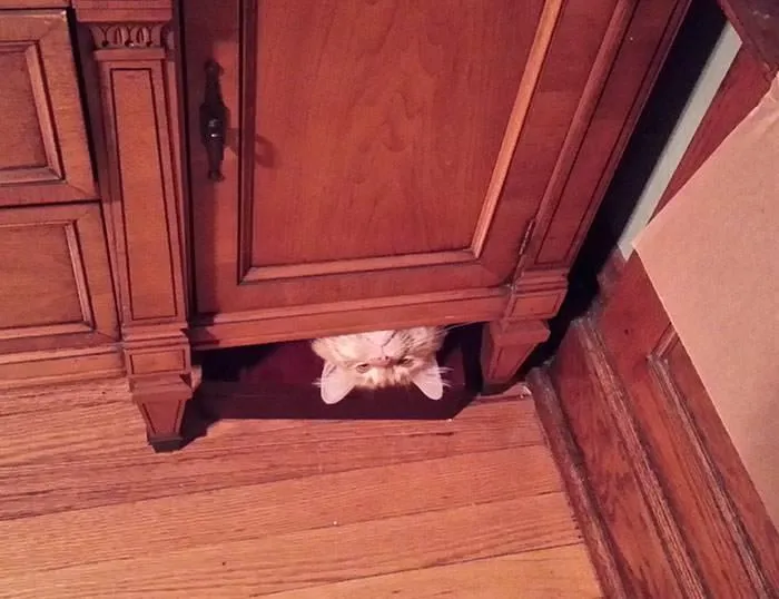 “Gato.exe ha dejado de funcionar”: esta cuenta de Instagram recopila divertidas imágenes de gatos rotos
