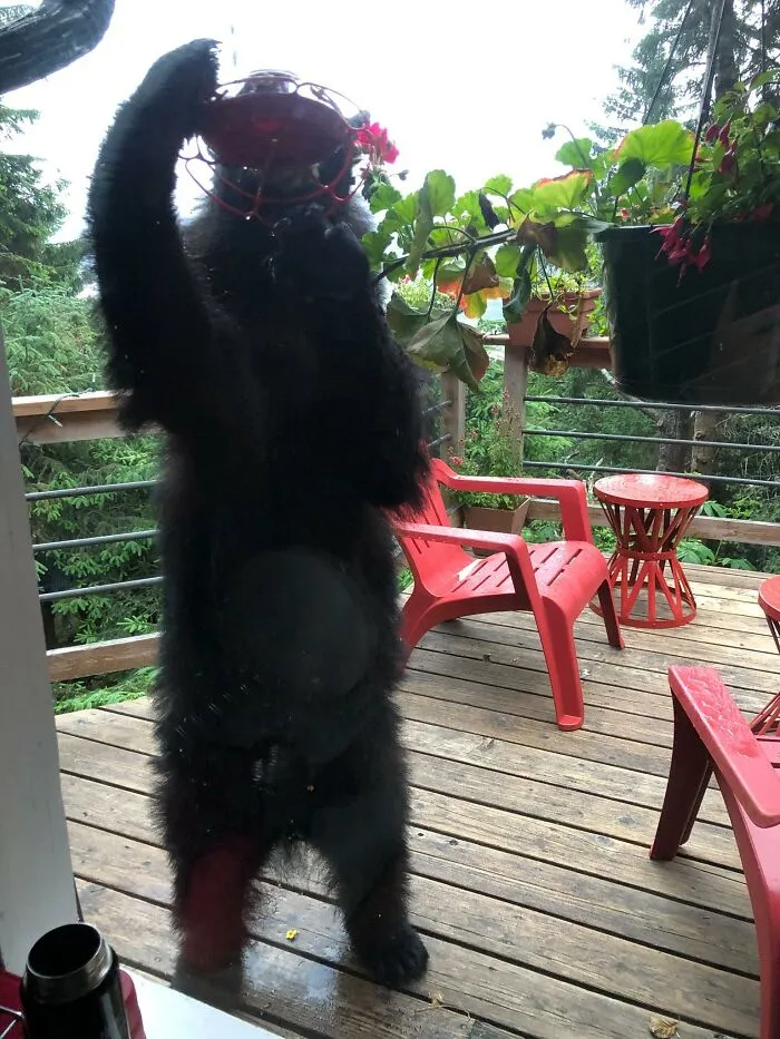 Los colibríes de Alaska son enormes este año