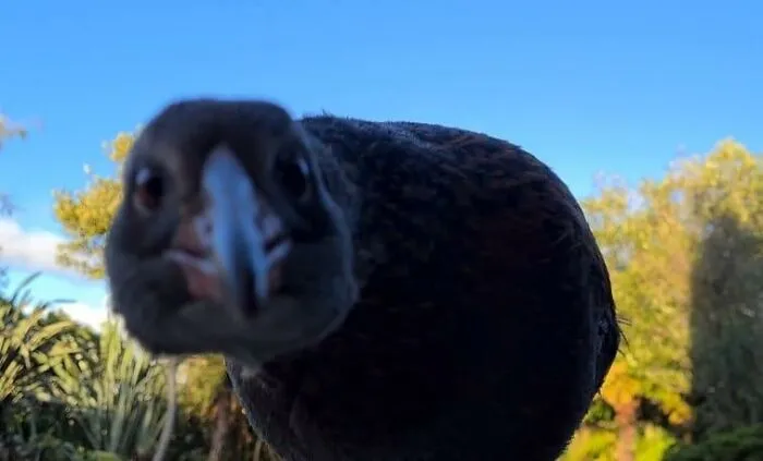 Otros países: Majestuosa fauna autóctona. La fauna de Nueva Zelanda: