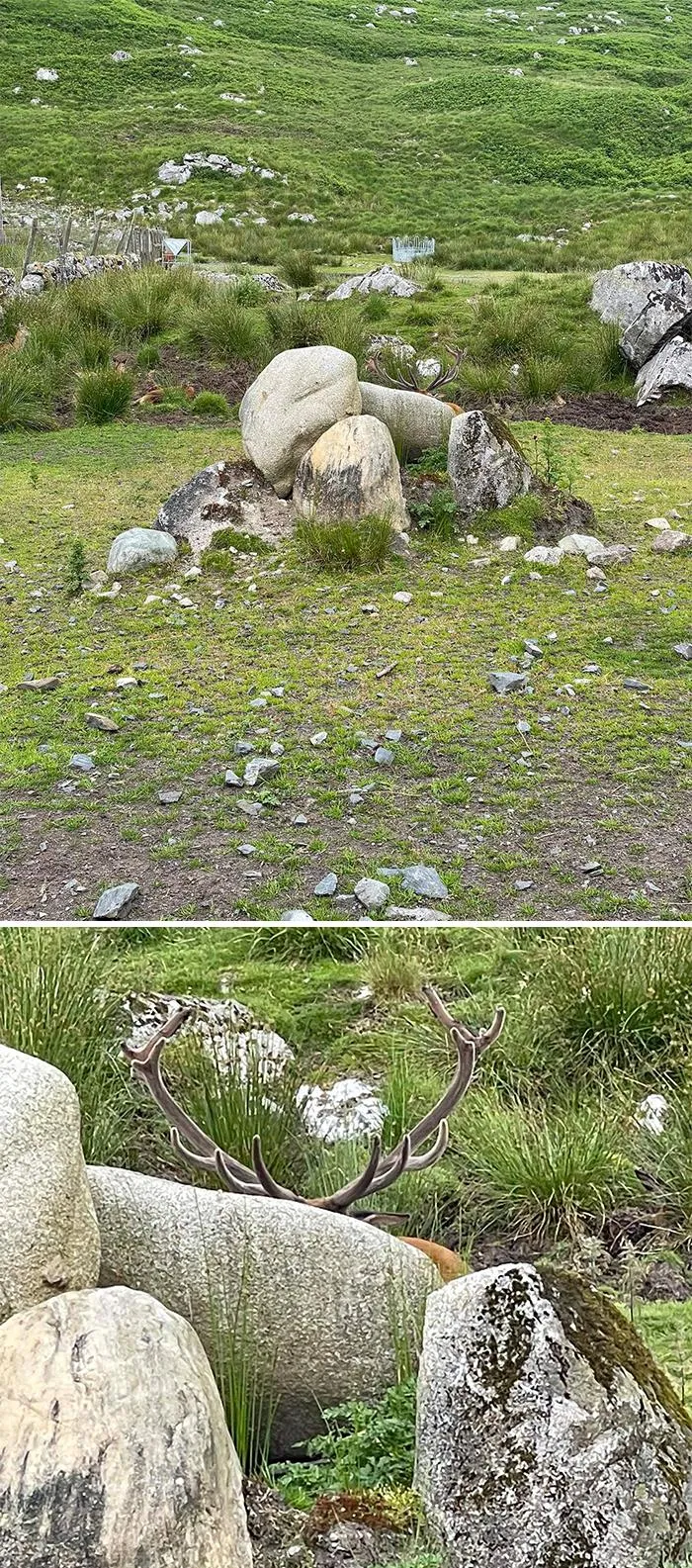 We Had A Quick Trip To Scotland And We Saw Some Red Deer. There Was A Magnificent Stag. Behold