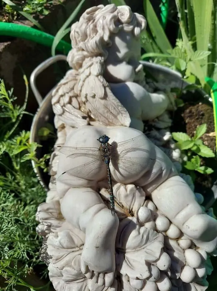 This Dragonfly Found A Comfy Spot To Rest