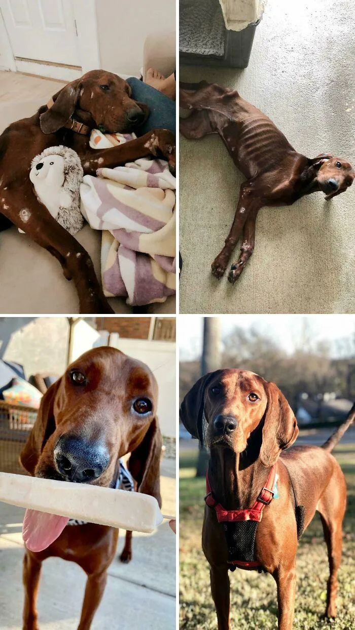 My Girlfriend And I Adopted Buck In August Of 2019, He’s Changed Our Lives More Than We Did His And Has Been The Best Choice We’ve Made. Love This Guy To Death!