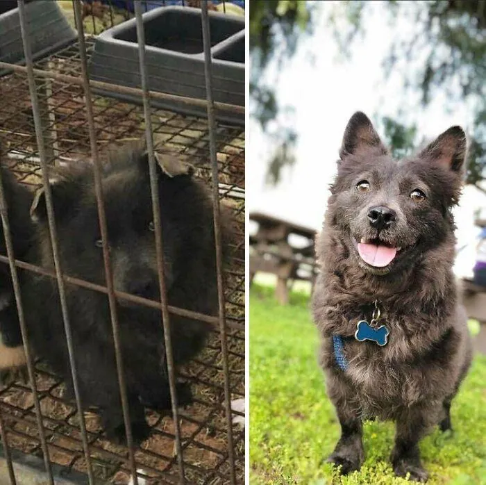 Olly Was Rescued By A Group In South Korea That Rescues Dogs Held By Restaurants (To Be Eaten) And From Other Bad Situations. He Was Unlikely To Be Adopted There Because His Bald Spot & He’s A Dark, Mixed Breed. They Sent Him To A Rescue In Our City. Adopted Him Over 2 Years Ago