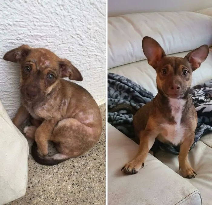 I Adopted This Baby From The Dominican Republic 1 Month Ago- My Mom Didn't Believe Me That It Was The Same Dog. I Named Him Remi And He Suffered From Mange And Malnutrition, Not Anymore!