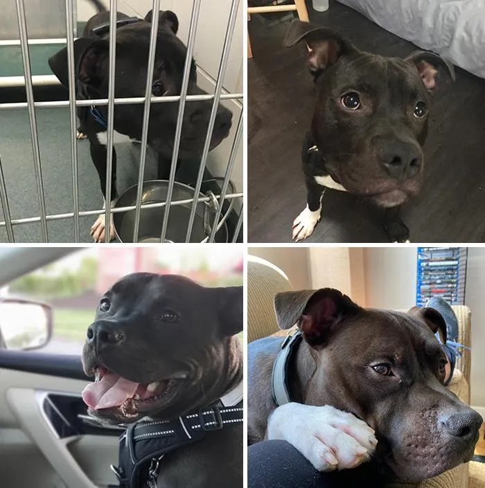 He Was Scared Of Crates, Brooms, Gloves, And Walking Anywhere New Or Loud. Now He’s A Happy Adventure Dog Who Loves Every Person And Animal He Meets