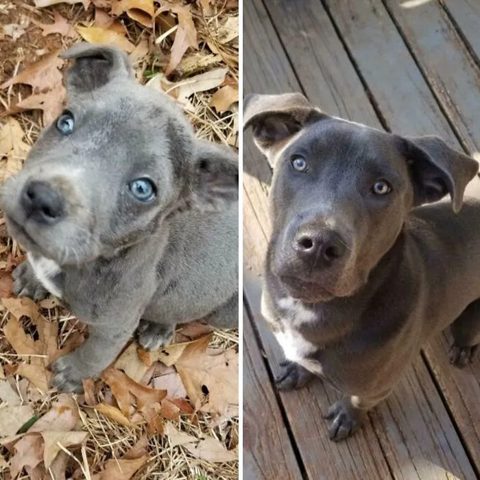 From Dumped In The Road, To Home Sweet Home! This Is Birch Baby!