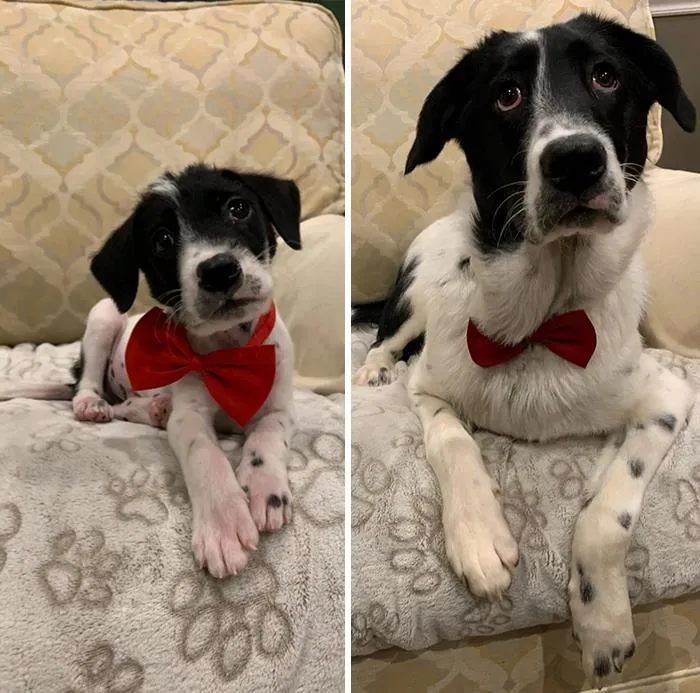 Oliver Was Underweight, Had Mange, A Distended Belly And We Were Told He Might Fail To Thrive. He’s 8 Months Old Today And Hasn’t Stop Growing!