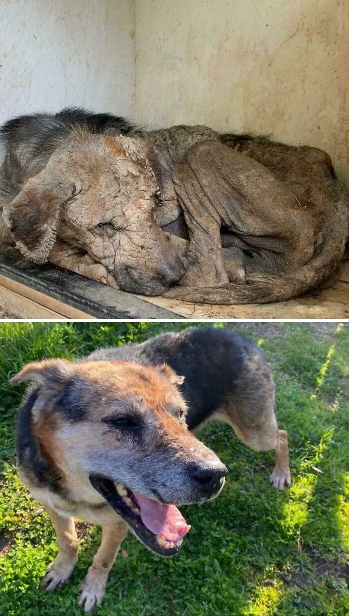 Magnum Was Rescued By A Local Shelter Where I Live. Thank You To All Of You Who Work Tirelessly To Save These Angels' Lives