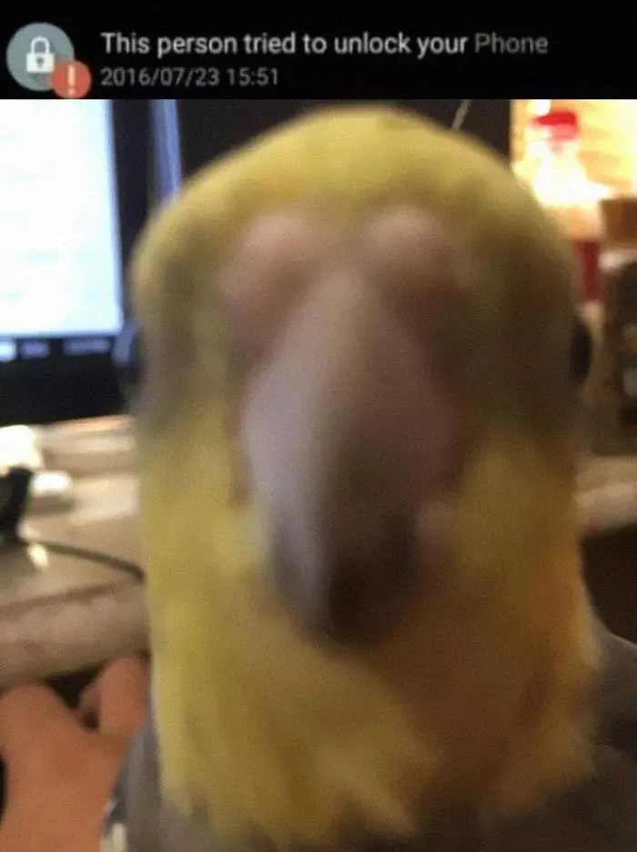 50 Of The Best Bird Memes Posted Online