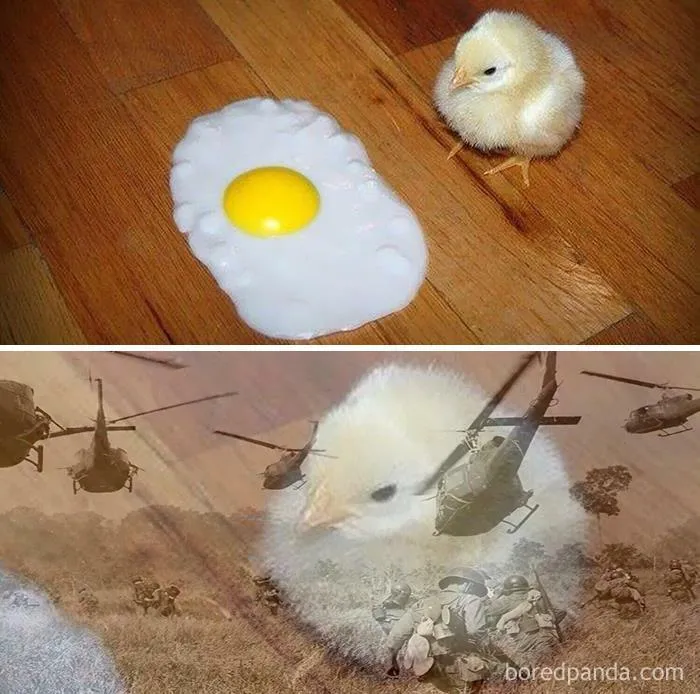 25 De los mejores memes de pájaros publicados en Internet