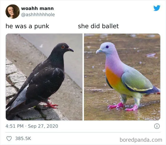 50 Of The Best Bird Memes Posted Online