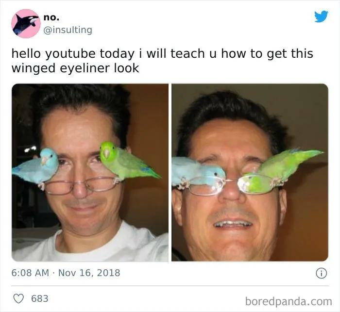 50 Of The Best Bird Memes Posted Online