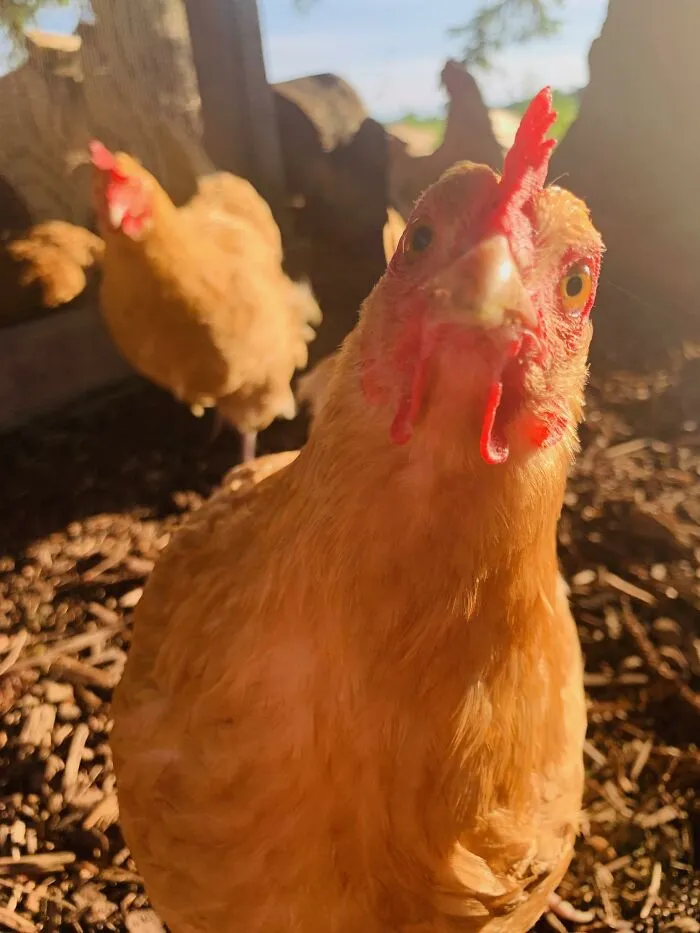 Gallinas durante el verano en Kohler, Wisconsin
