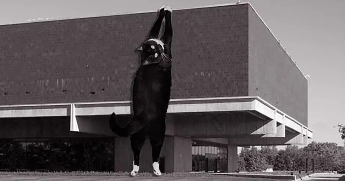 Instagram Account Combines Brutalist Architecture With Giant Cats And The Result Is Adorable (87 Pics)
