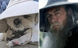 Here's My Dog Side By Side With People And Things He Looks Similar To (14 Pics)