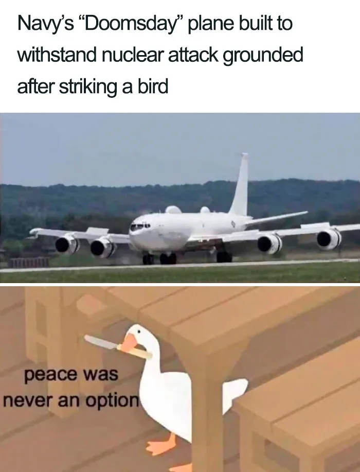 What Bird Brain Designed This?