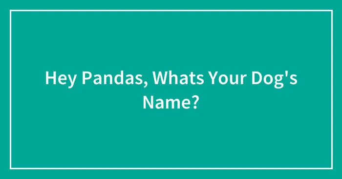 Hey Pandas, Whats Your Dog's Name? (Closed)