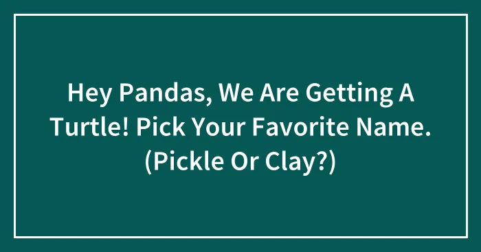 Hey Pandas, We Are Getting A Turtle! Pick Your Favorite Name. (Pickle Or Clay?)