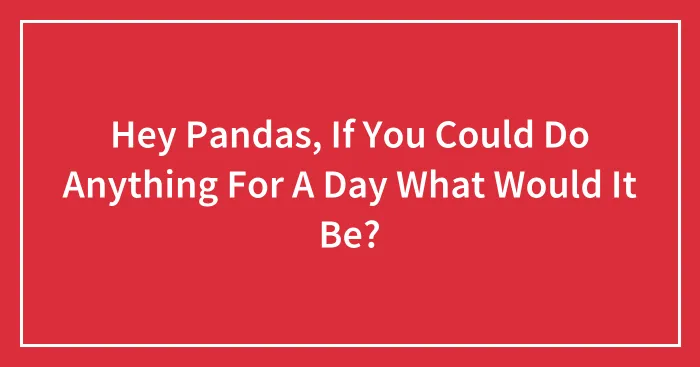Hey Pandas, If You Could Do Anything For A Day What Would It Be? (Closed)